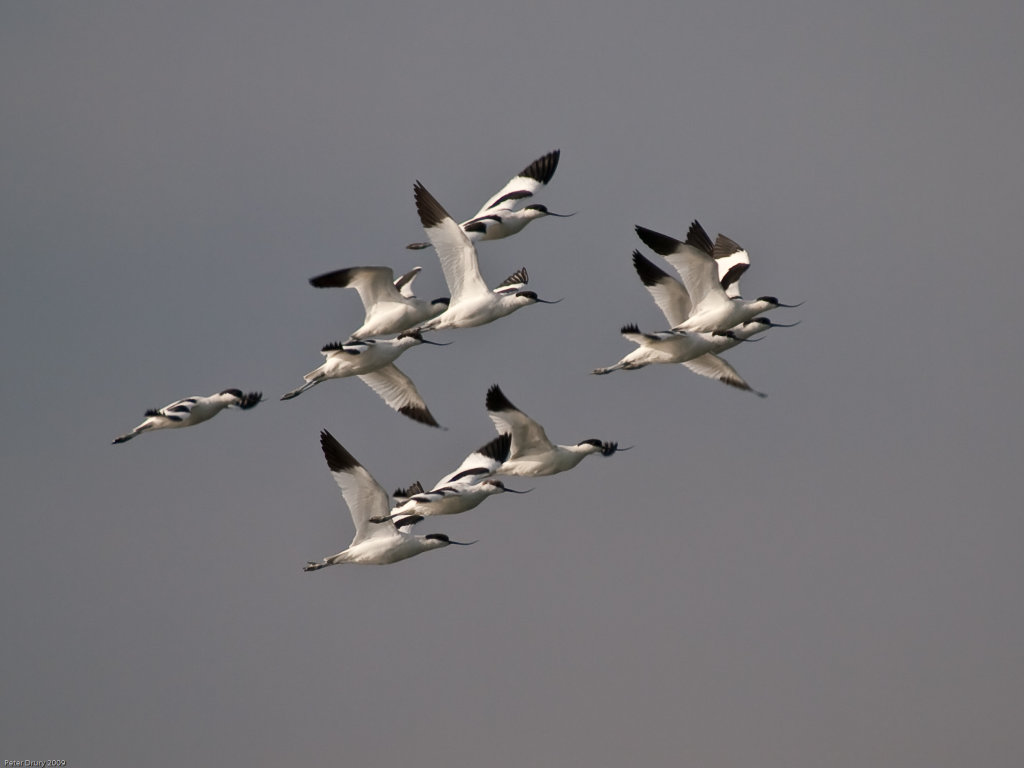 Pied Avocet (Recurvirostra avosetta) Copyright Peter Drury