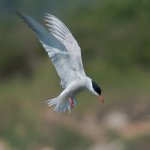 Common tern (Sterna hirundo) Copyright Peter Drury