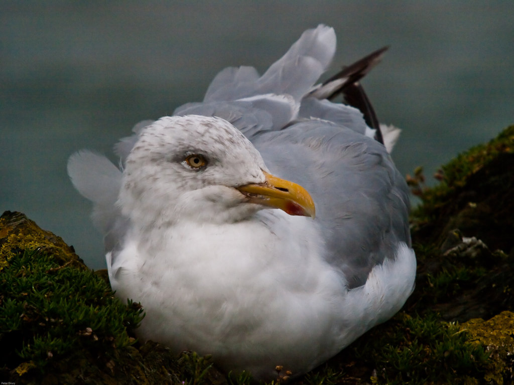 Herring Gull (Larus argentatus) Copyright Peter Drury