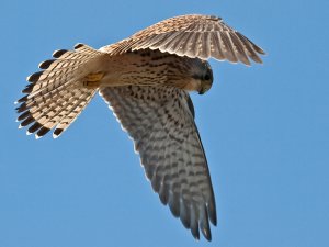 Kestrel (Falco tinnunculus) Copyright Peter Drury