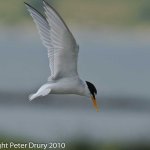 Little Tern (Sternula albifrons) Copyright Peter Drury