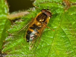 Hoverfly (Epistrophe-elegans) Photo Peter Drury
