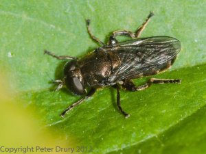 Hoverfly (Eumerus-sp) Photo Peter Drury