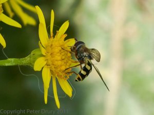 Hoverfly (Scaeva-pyrastri) Photo Peter Drury