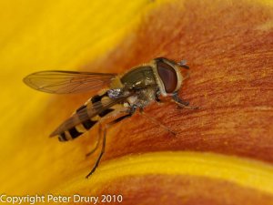Hoverfly (Syrphus-vitripennis) Photo Peter Drury
