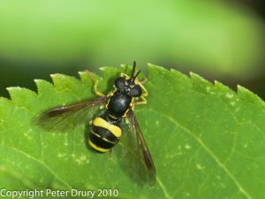 Hoverfly (Chrysotoxum-bicinctum) Photo Peter Drury