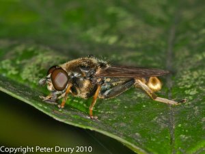 Hoverfly (Xylota-sylvarum) Photo Peter Drury