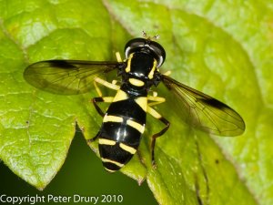 Hoverfly (Xanthogramma-pedisequum) Photo Peter Drury