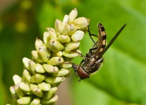 Hoverfly (Platycheirus-peltatus) Photo Peter Drury