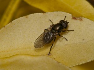 Hoverfly (Cheilosia-albipila) Photo Peter Drury