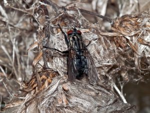 Flesh fly (Sarcophaga carnaria) Photo Peter Drury