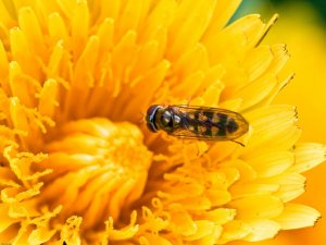 Hoverfly (Melanostoma-scalare) Photo Peter Drury