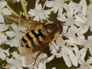 Hoverfly (Syrphus-ribesii) Photo Peter Drury