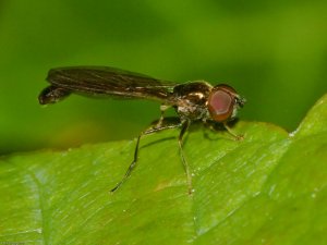 Hoverfly (Baccha-elongata) Photo Peter Drury